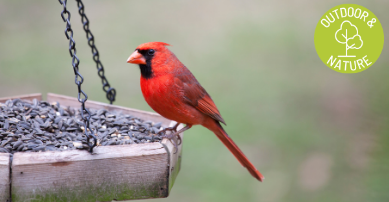bird feeder