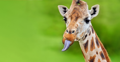 Picture of a giraffe