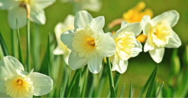 Daffodils