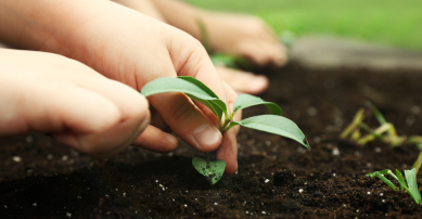 Plant sprouting from the ground