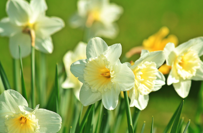 Daffodils
