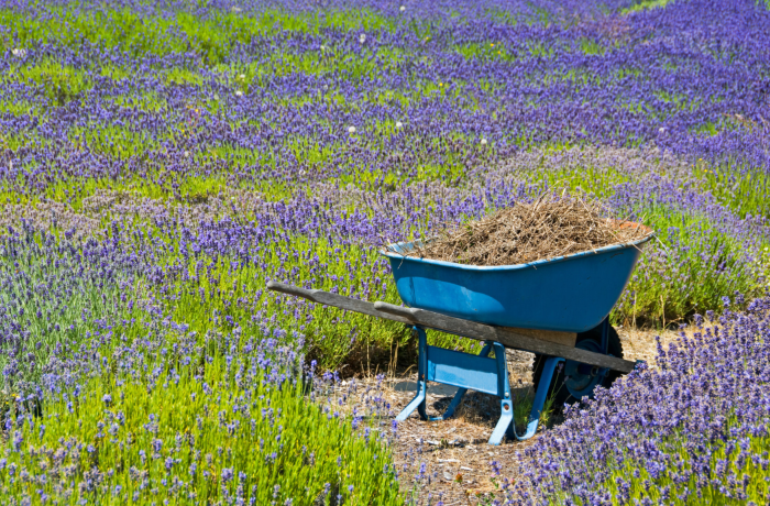 Lavender farm